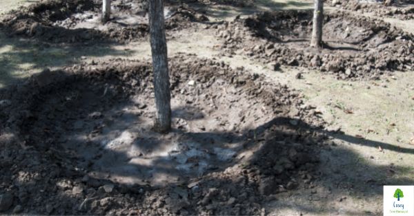Fundamental Tree Transplanting Tips