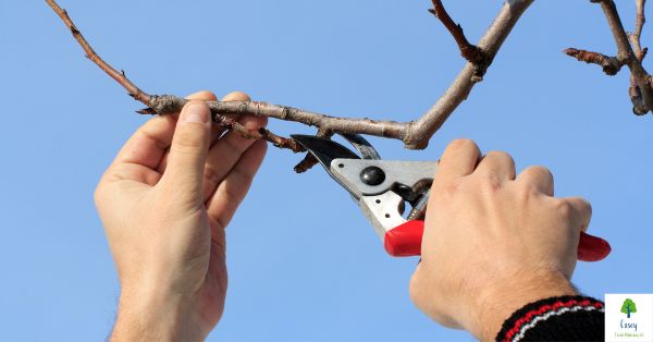 Is Tree Pruning Beneficial to a Tree? Understanding the Pros and Cons