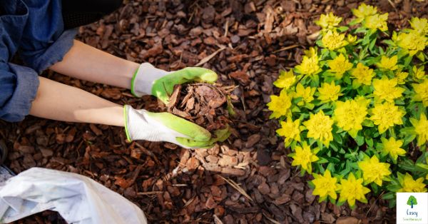 What is Tree Mulch? Understanding the Benefits and Uses