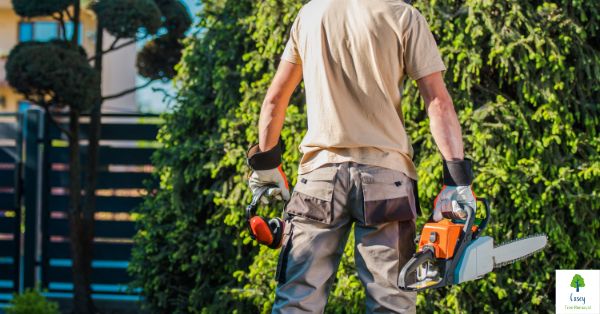 7 questions an arborist most commonly gets asked