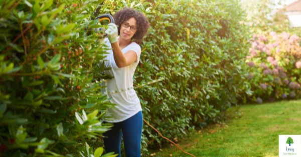 All you need to know about hedge trimming in Melbourne