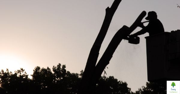 Expert Tree Removal Services in Melbourne – Choose Us for a Safe and Efficient Job