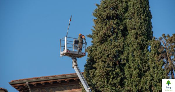 How to maintain the health and safety of your trees in Melbourne through regular pruning and removal