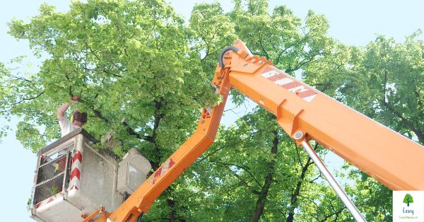 The Benefits of Tree Trimming: Melbourne’s Landscaping Magic