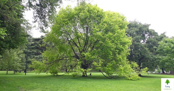 Native Trees of Melbourne: A Guide to Preserving Biodiversity