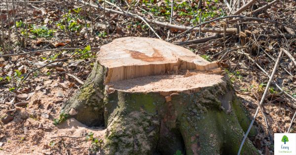 The Importance of Tree Stump Removal in Melbourne: Avoiding Hazards and Pests