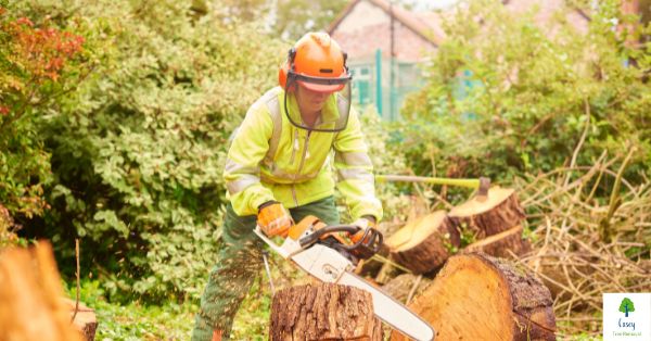 The Role of Arborists in Melbourne: Experts in Tree Care
