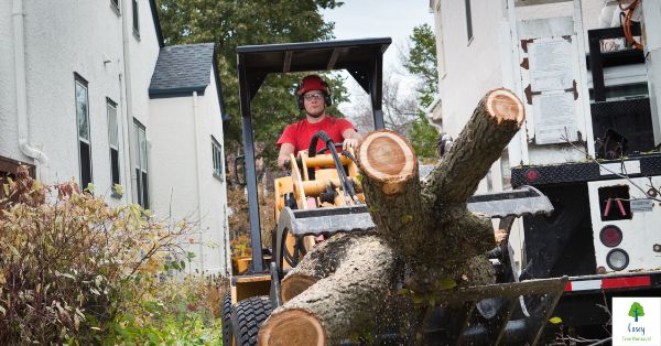 Creating Space: Tree Removal for Property Development in Melbourne