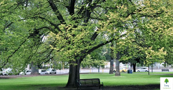 Tree Preservation in Urban Areas: Balancing Growth and Removal in Melbourne
