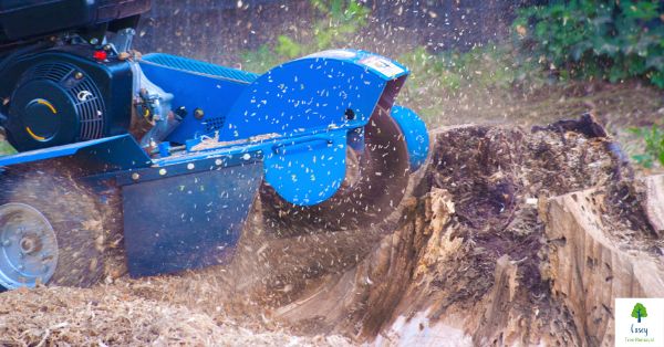Casey's Hidden Stump Problems Why Stump Grinding Is Essential