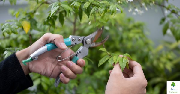 Choosing the Right Tree Pruning Service for Your Casey Home