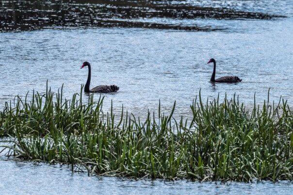 Hallam Valley Wetland