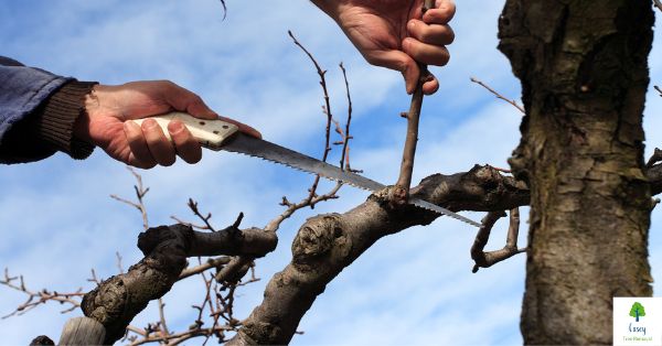 Pruning Old Trees: Extending Lifespan in Casey Landscapes