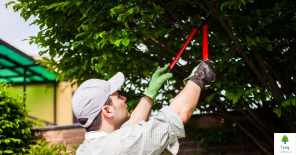 Pruning for Shade: Creating a Comfortable Space in Casey