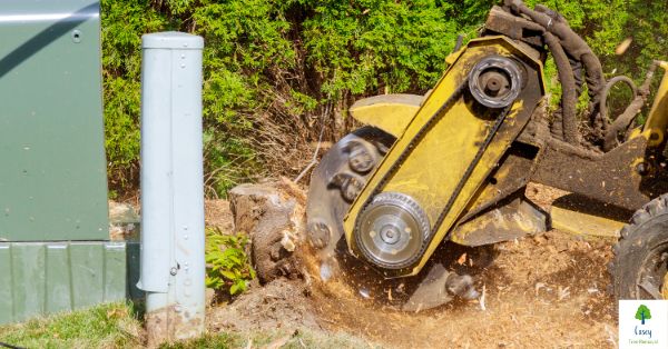 Say Goodbye to Stumps Casey's Premier Stump Grinding Services