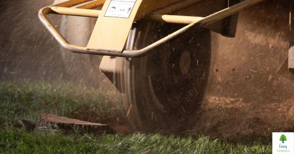 The Casey Guide to Stump Grinding: Enhancing Your Outdoor Space