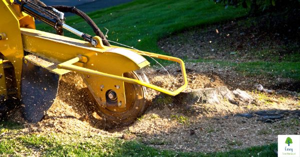 Unlocking the Beauty of Your Casey Yard Stump Grinding Near Me