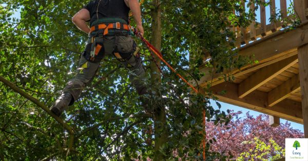 What is the difference between tree trimming and Pruning