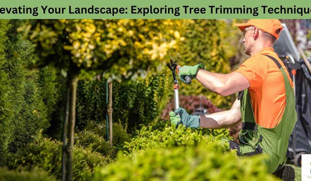 Elevating Your Landscape: Exploring Tree Trimming Techniques