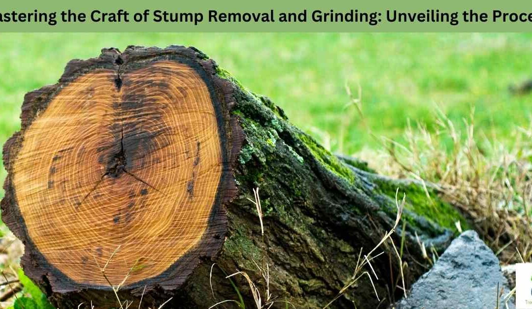 Mastering the Craft of Stump Removal and Grinding: Unveiling the Process