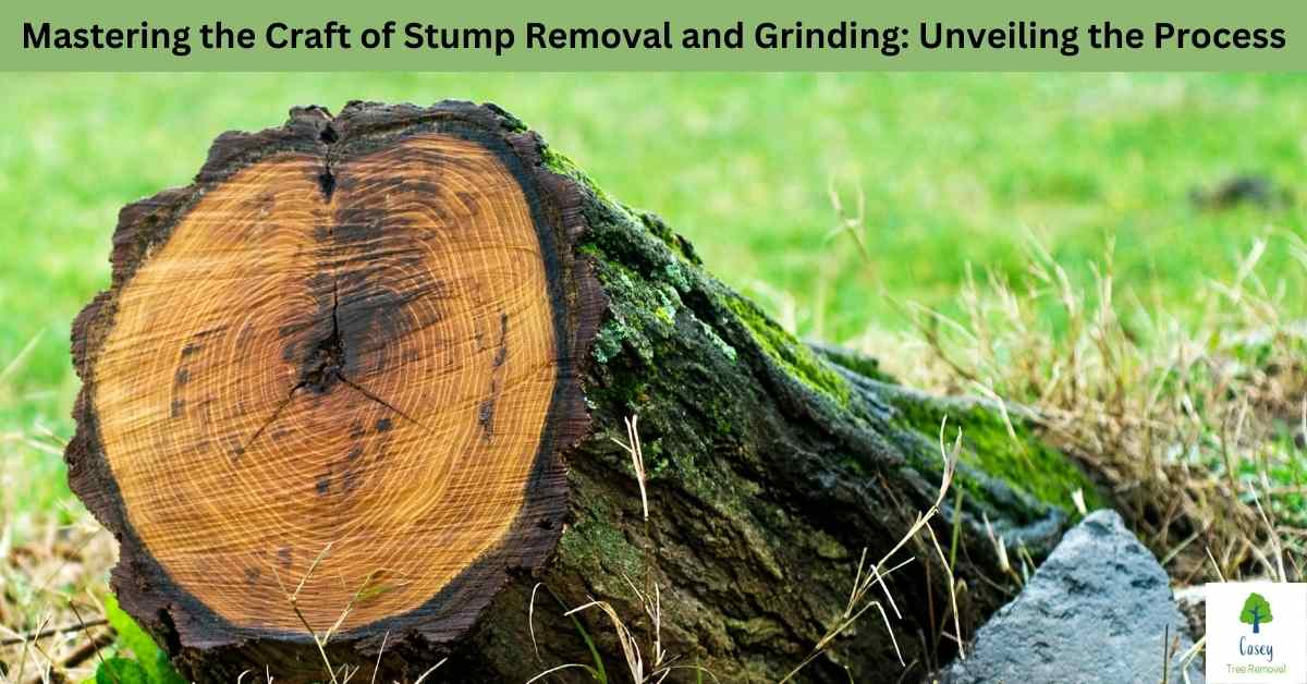 Mastering the Craft of Stump Removal and Grinding: Unveiling the ...