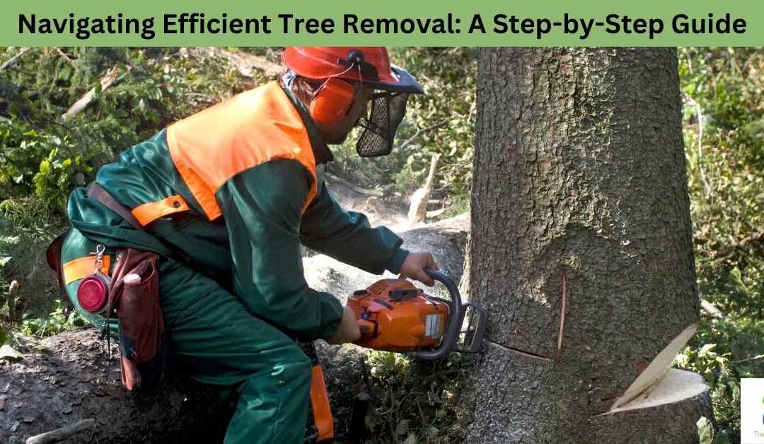 Navigating Efficient Tree Removal: A Step-by-Step Guide