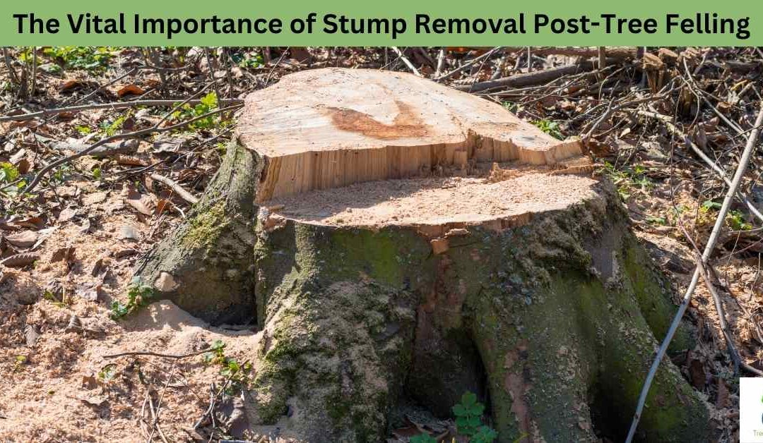 The Vital Importance of Stump Removal Post-Tree Felling