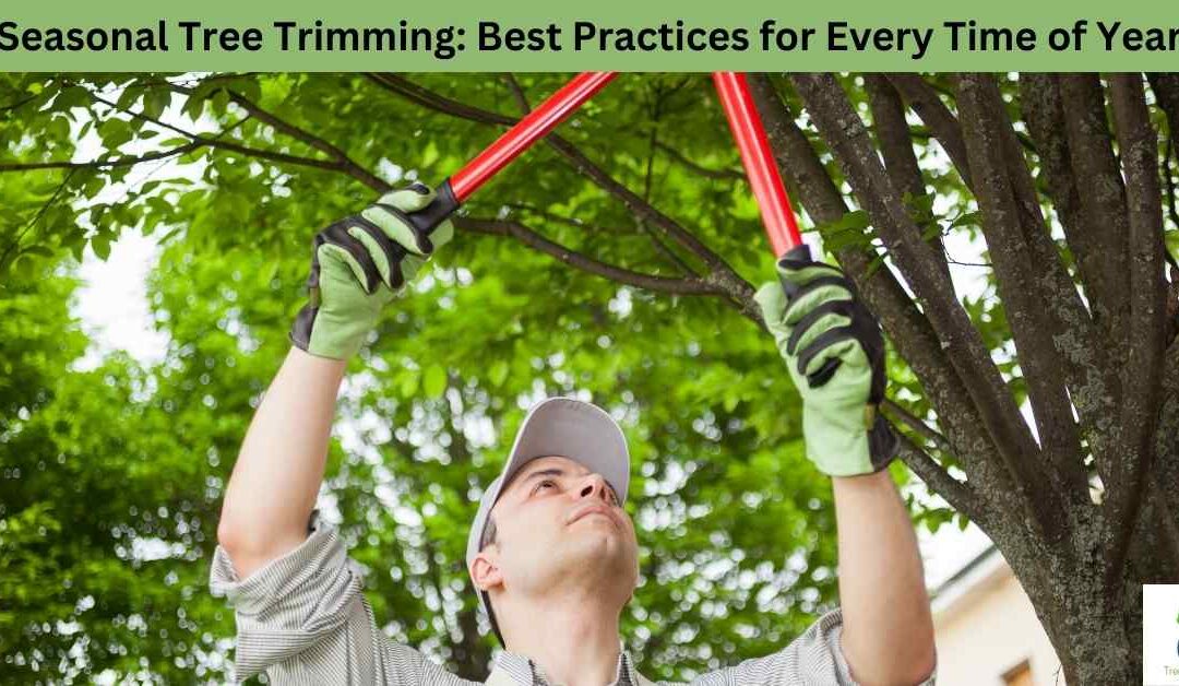 Seasonal Tree Trimming: Best Practices for Every Time of Year