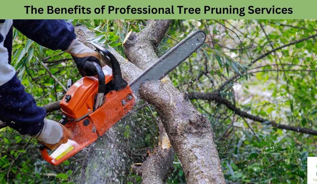 The Benefits of Professional Tree Pruning Services