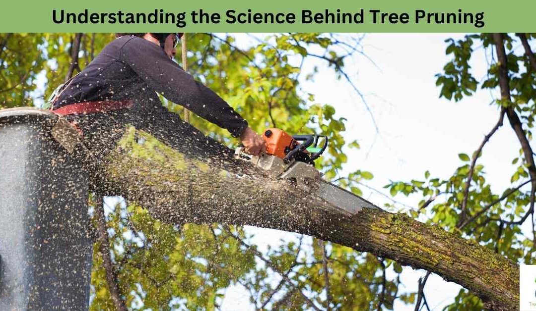 Understanding the Science Behind Tree Pruning